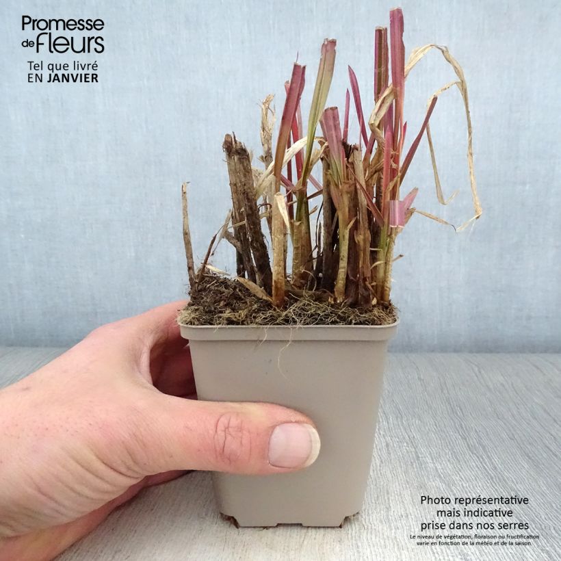 Glyceria maxima Variegata Maceta de 8/9 cm Ejemplar entregado en invierno