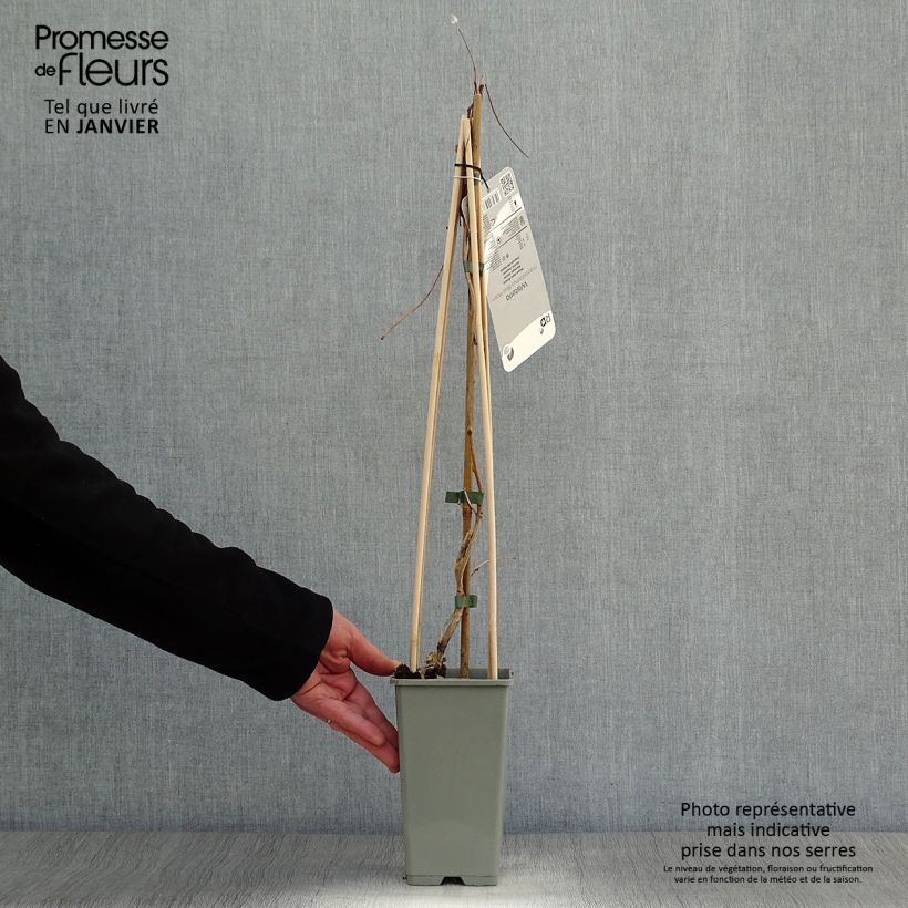 Wisteria frutescens var. macrostachya Blue Moon - Glicina americana Maceta 2L/3L Ejemplar entregado en invierno