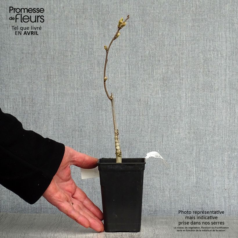 Wisteria venusta Grande Diva Barbara - Glicina japonesa Maceta 1L/1,5L Ejemplar entregado en la primavera