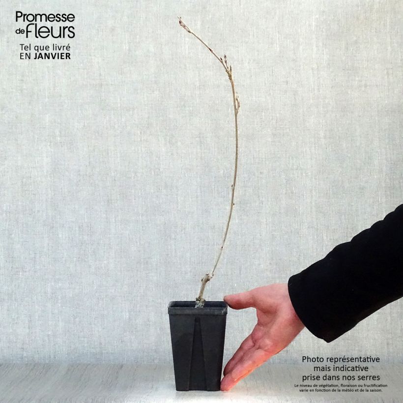 Wisteria venusta Grande Diva Cecilia - Glicina japonesa Maceta de 8/9 cm Ejemplar entregado en invierno