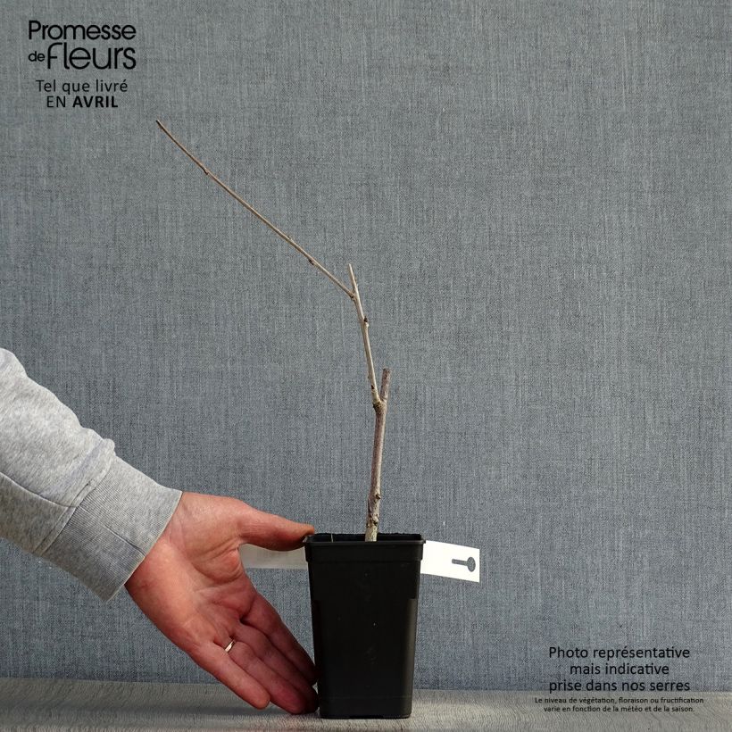 Wisteria venusta Grande Diva Cecilia - Glicina japonesa Maceta de 8/9 cm Ejemplar entregado en la primavera