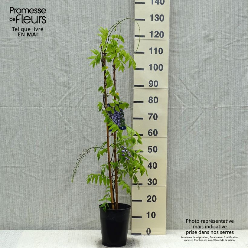 Wisteria venusta Grande Diva Cecilia - Glicina japonesa Maceta 4L/5L Ejemplar entregado en la primavera