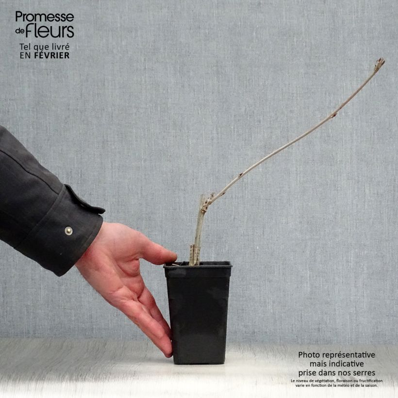 Wisteria venusta Grande Diva Maria - Glicina japonesa Maceta 1L/1,5L Ejemplar entregado en invierno