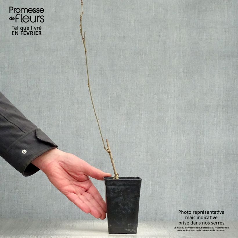 Wisteria venusta Grande Diva Nathalie - Glicina japonesa Maceta 1L/1,5L Ejemplar entregado en invierno