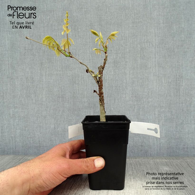 Wisteria venusta Grande Diva Nathalie - Glicina japonesa Maceta 1L/1,5L Ejemplar entregado en la primavera