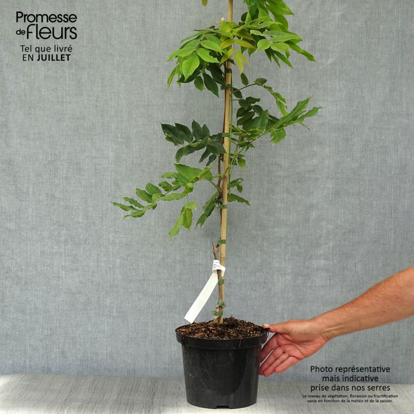 Ejemplar de Wisteria brachybotrys White Silk - Glicinia Maceta 4L/5L entregado en verano