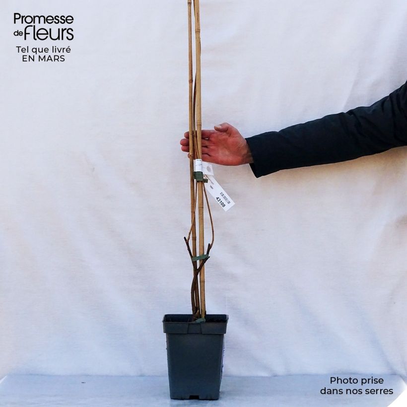 Wisteria frutescens Longwood Purple - Glicina americana Maceta 3L/4L Ejemplar entregado en la primavera