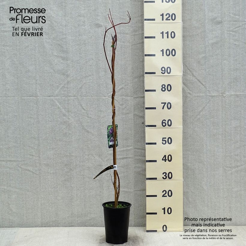 Wisteria frutescens Longwood Purple - Glicina americana Maceta 3L/4L Ejemplar entregado en invierno