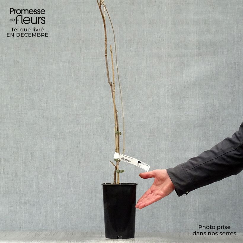 Millettia japonica Satsuma Maceta 2L/3L Ejemplar entregado en invierno