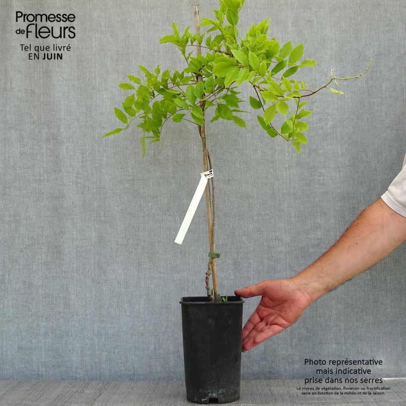 Wisteria sinensis - Glicinia Maceta 2L/3L Ejemplar entregado en la primavera