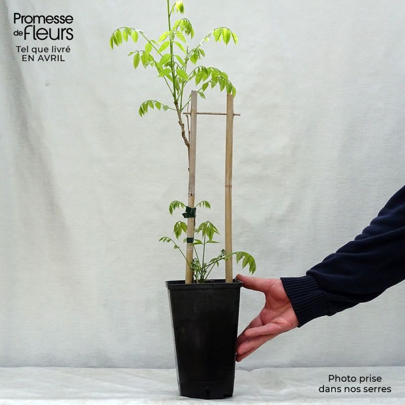 Wisteria sinensis Prolific - Glicinia Maceta 1,5L/2L Ejemplar entregado en la primavera