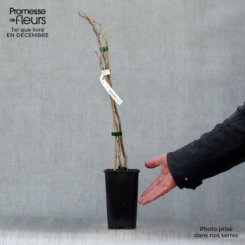 Wisteria sinensis Prolific - Glicinia Maceta 1,5L/2L Ejemplar entregado en invierno