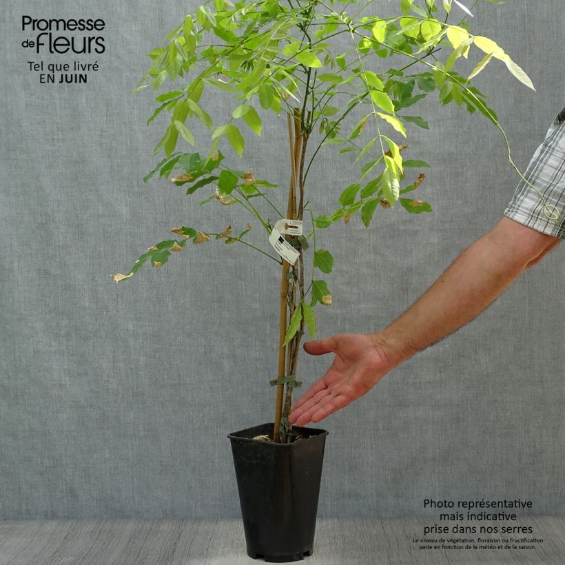 Ejemplar de Millettia japonica Satsuma Maceta 2L/3L entregado en verano