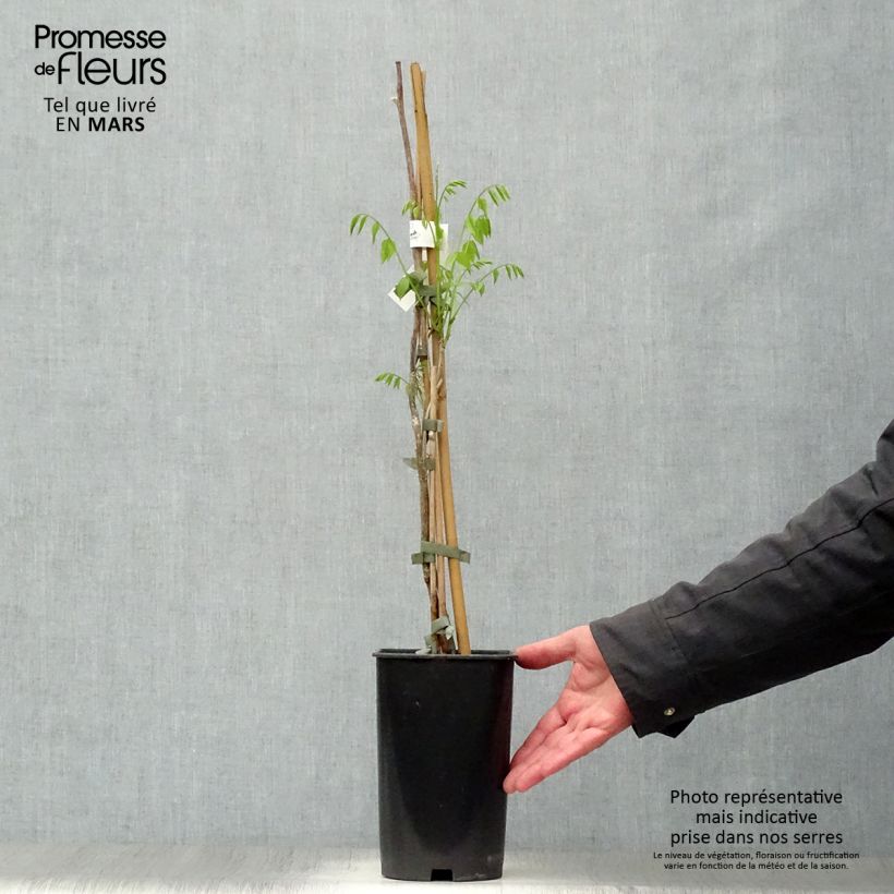 Millettia japonica Satsuma Maceta 2L/3L Ejemplar entregado en la primavera