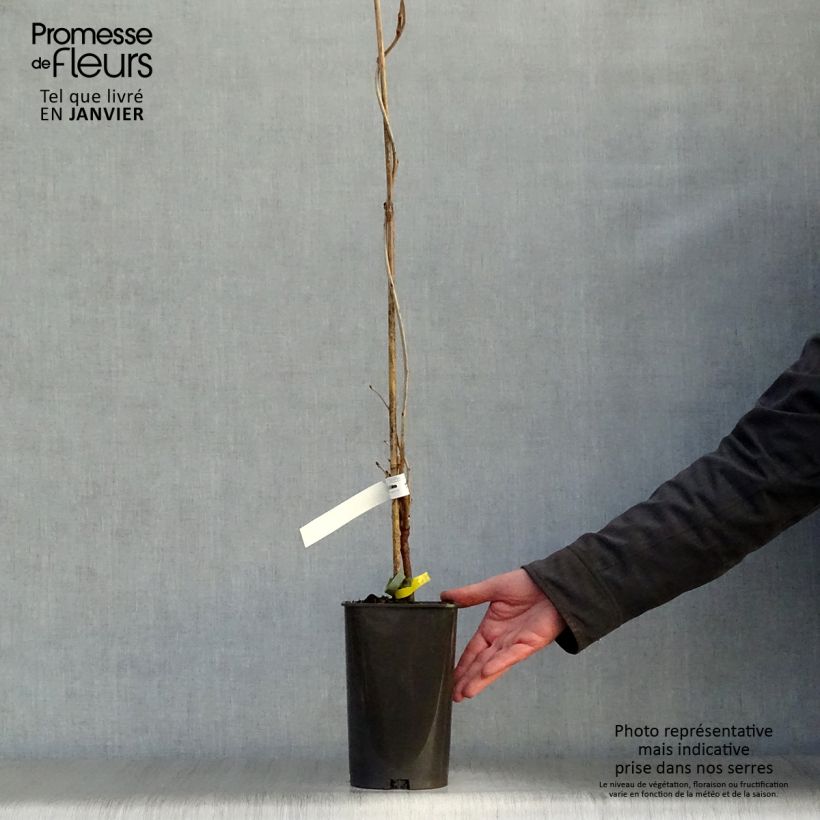 Wisteria floribunda Alba - Glicinia japonesa Maceta 1,5L/2L Ejemplar entregado en invierno