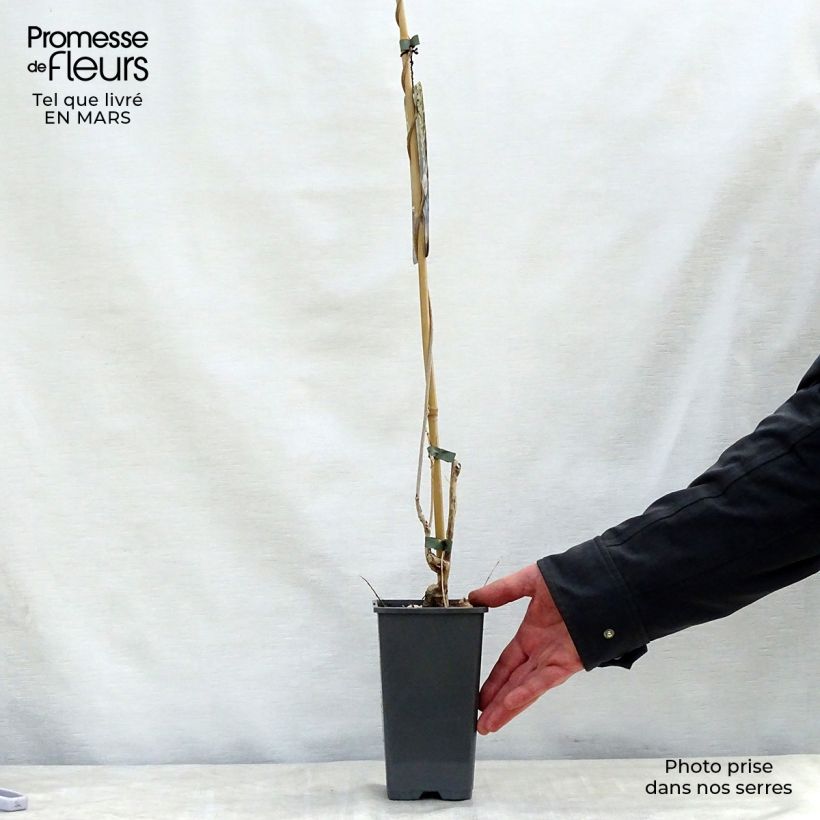 Wisteria floribunda Alba - Glicinia japonesa Maceta 1,5L/2L Ejemplar entregado en la primavera