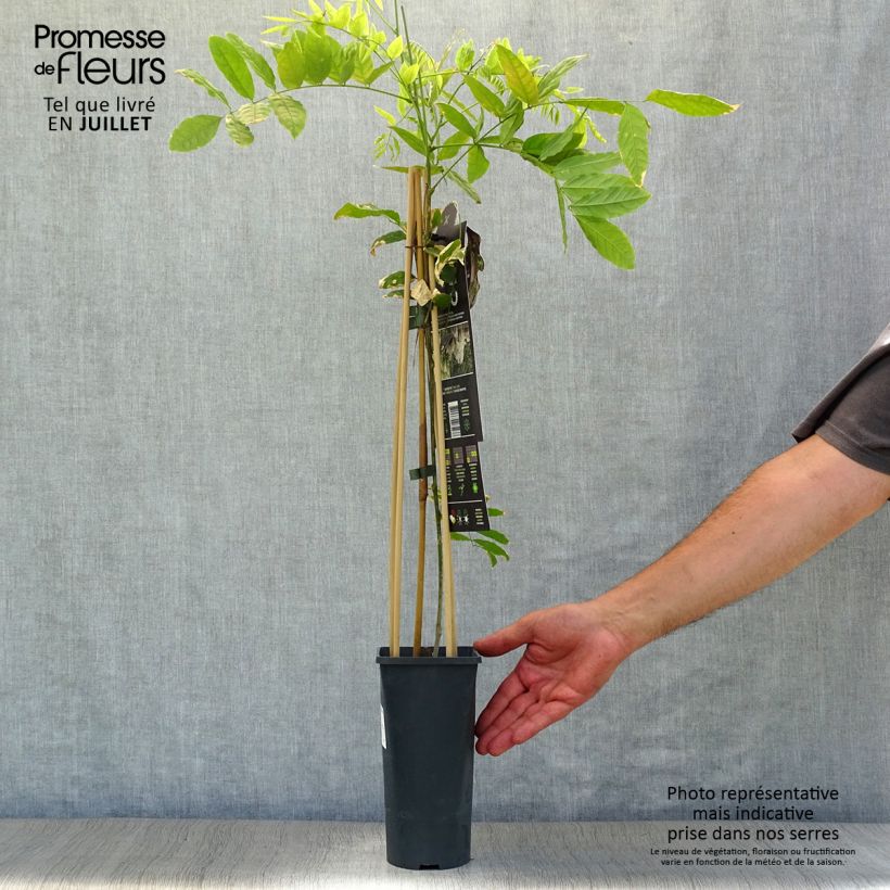 Ejemplar de Wisteria floribunda Alba - Glicinia japonesa Maceta 1,5L/2L entregado en verano