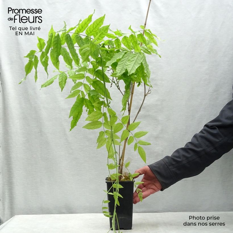 Wisteria floribunda Domino - Glicinia japonesa Maceta 1,5L/2L Ejemplar entregado en la primavera
