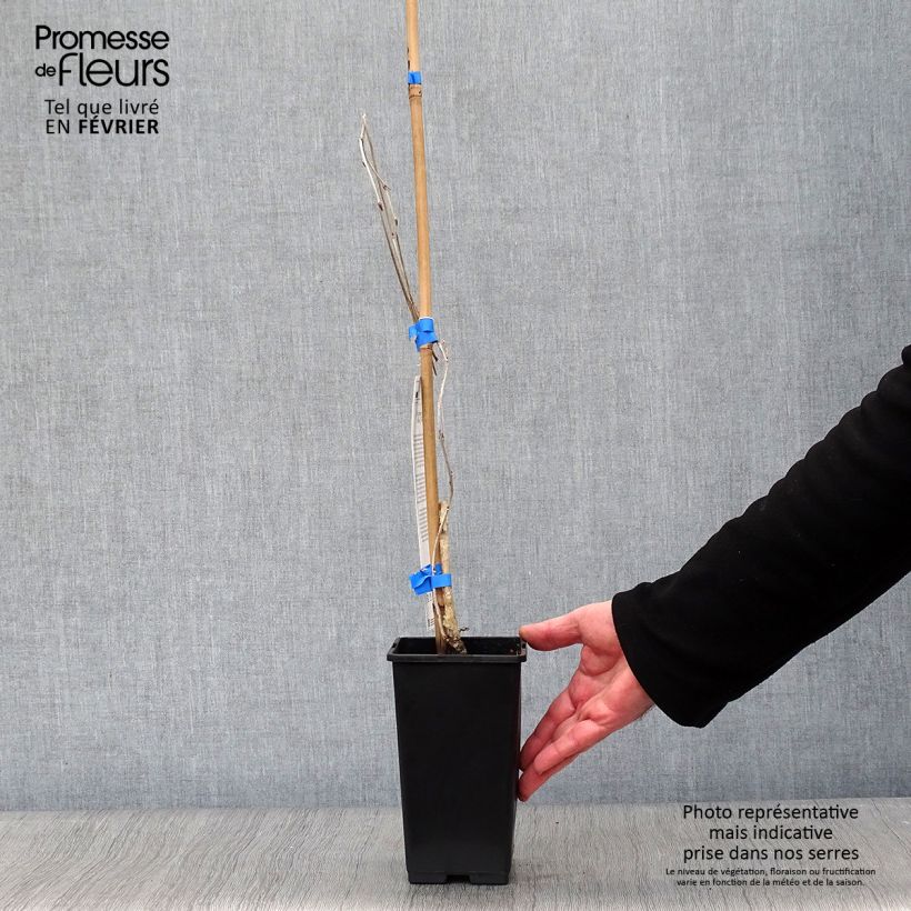 Wisteria floribunda Domino - Glicinia japonesa Maceta 1,5L/2L Ejemplar entregado en invierno