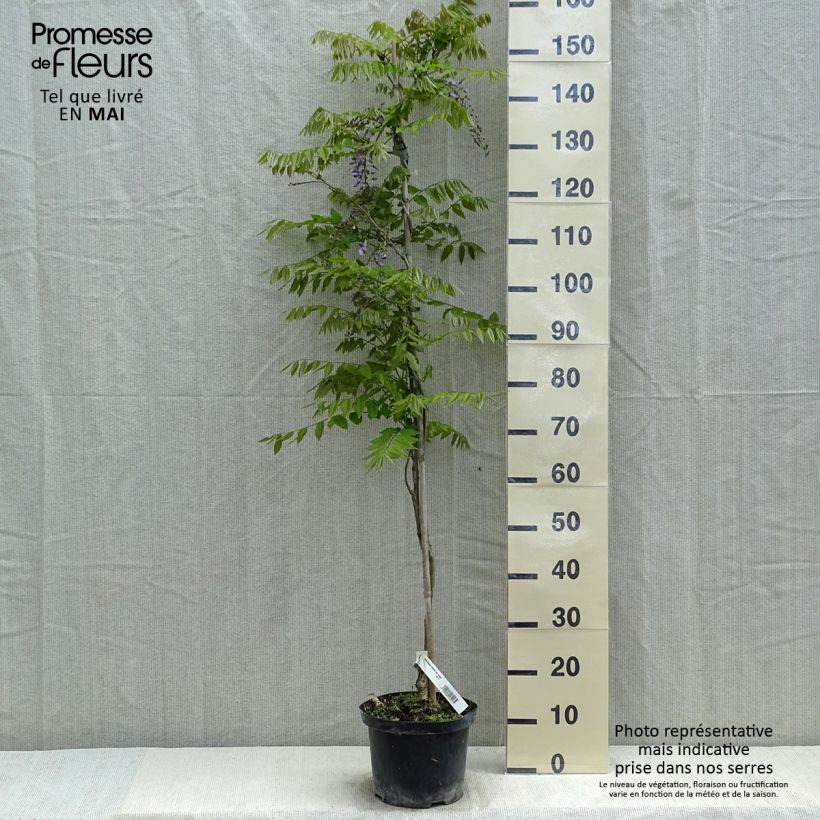 Wisteria floribunda Domino - Glicinia japonesa Maceta 3L/4L Ejemplar entregado en la primavera