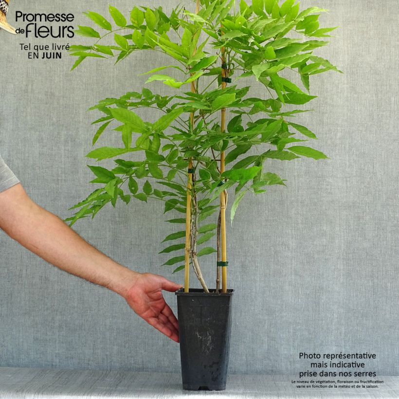 Ejemplar de Wisteria floribunda Honbeni - Glicinia japonesa Maceta 2L/3L entregado en verano