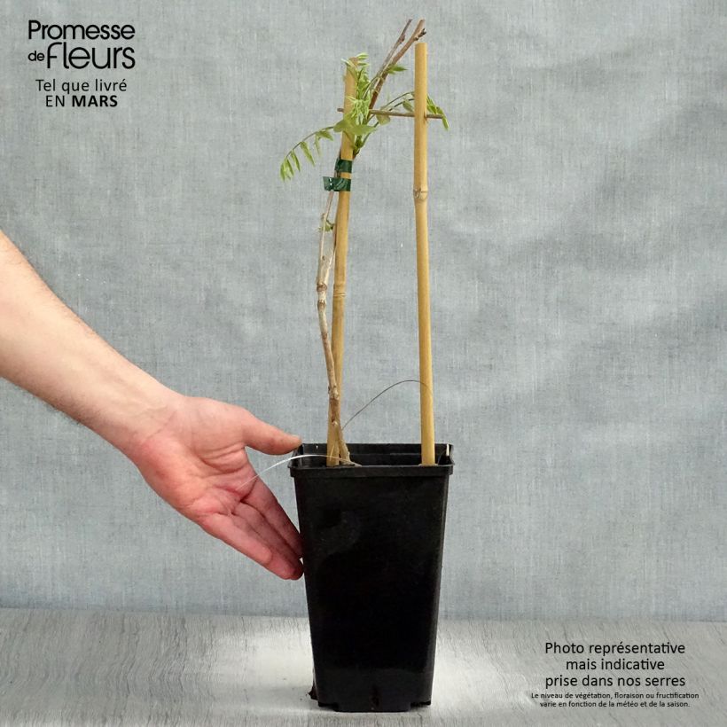 Wisteria floribunda Honbeni - Glicinia japonesa Maceta 2L/3L Ejemplar entregado en la primavera
