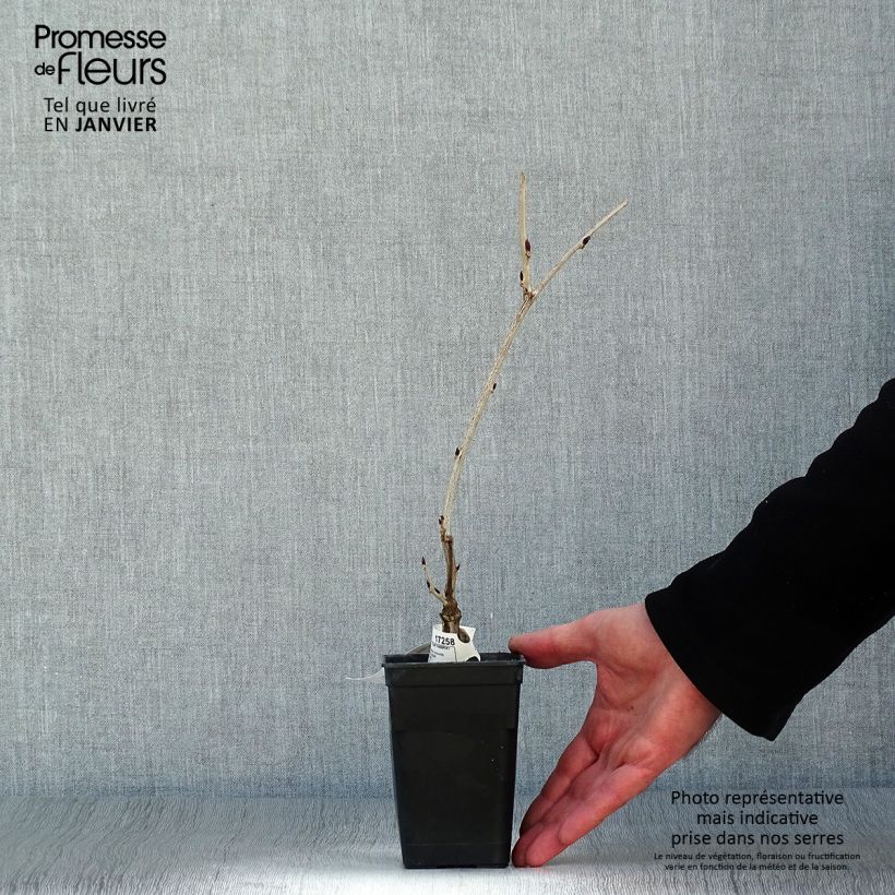 Wisteria floribunda Macrobotrys - Glicinia japonesa Maceta de 8/9 cm Ejemplar entregado en invierno