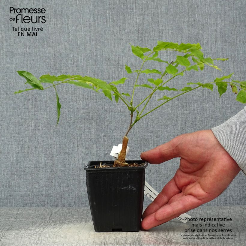 Wisteria floribunda Macrobotrys - Glicinia japonesa Maceta de 8/9 cm Ejemplar entregado en la primavera