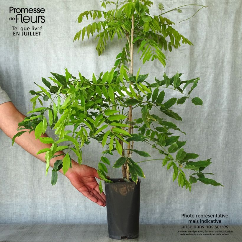 Ejemplar de Wisteria floribunda Macrobotrys - Glicinia japonesa Maceta 2L/3L entregado en verano