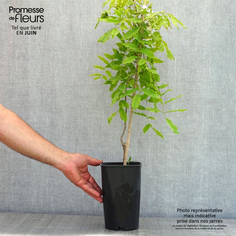Wisteria floribunda Macrobotrys - Glicinia japonesa Maceta 2L/3L Ejemplar entregado en la primavera