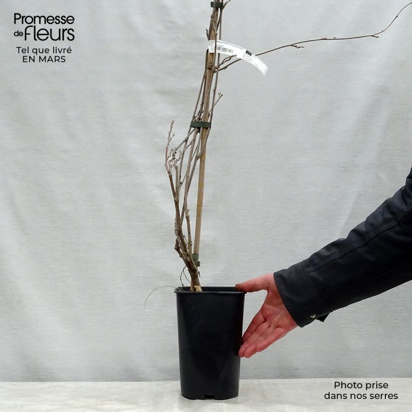 Wisteria floribunda Violacea Plena - Glicinia japonesa Maceta 2L/3L Ejemplar entregado en la primavera