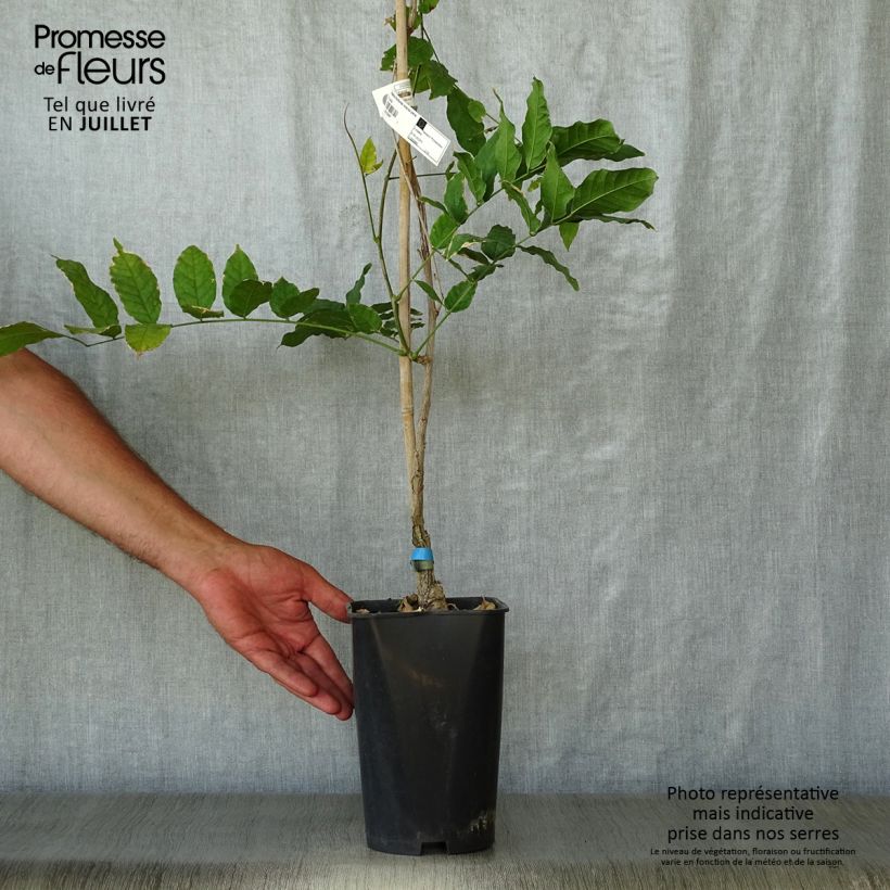 Ejemplar de Wisteria floribunda Violacea Plena - Glicinia japonesa Maceta 2L/3L entregado en verano