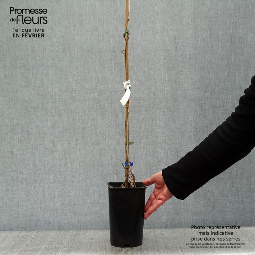 Wisteria floribunda Violacea Plena - Glicinia japonesa Maceta 2L/3L Ejemplar entregado en invierno