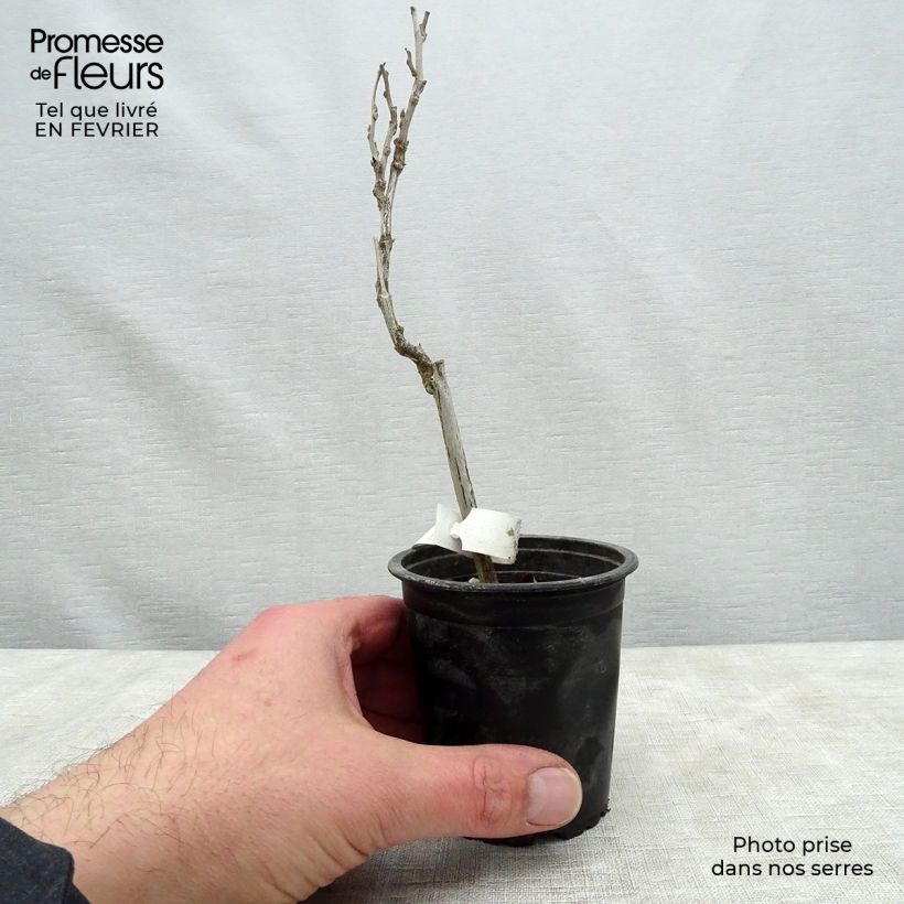 Wisteria floribunda - Glicinia japonesa Maceta de 8/9 cm Ejemplar entregado en invierno