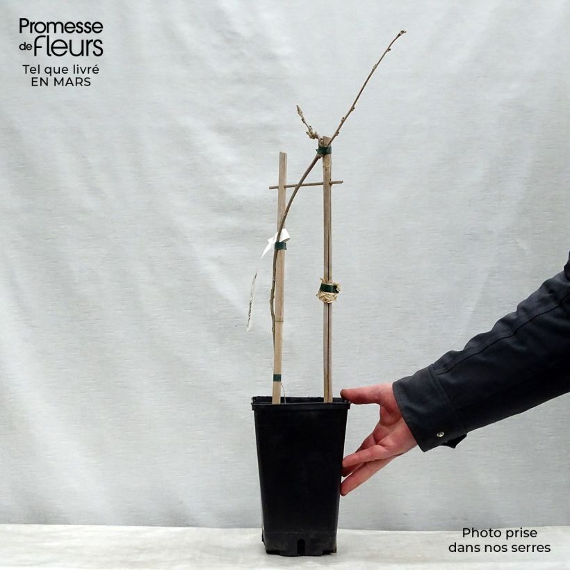 Wisteria floribunda - Glicinia japonesa Maceta 3L/4L Ejemplar entregado en invierno