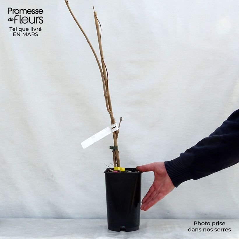 Wisteria venusta - Glicina japonesa Maceta 2L/3L Ejemplar entregado en la primavera