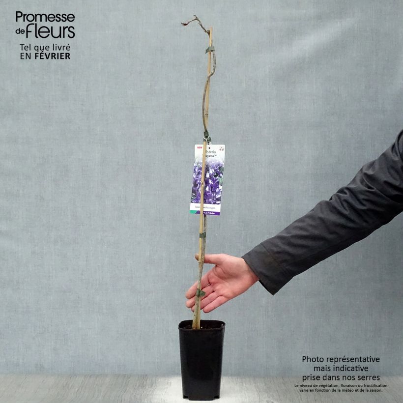 Wisteria venusta Okayama - Glicina japonesa Maceta 2L/3L Ejemplar entregado en invierno
