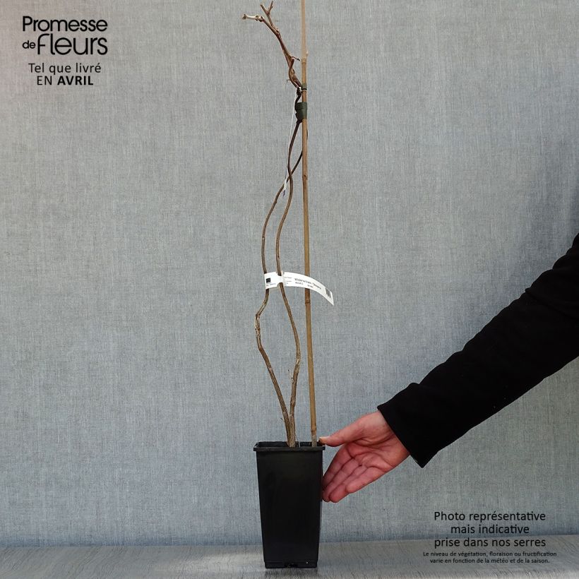 Wisteria venusta Okayama - Glicina japonesa Maceta 2L/3L Ejemplar entregado en la primavera