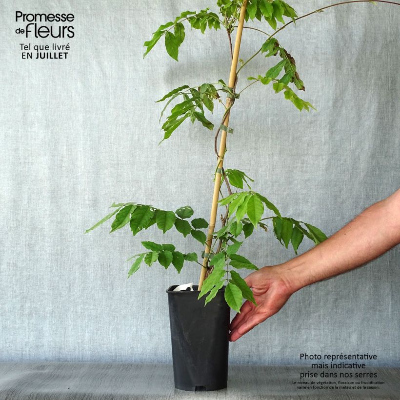 Ejemplar de Wisteria venusta - Glicina japonesa Maceta 2L/3L entregado en verano