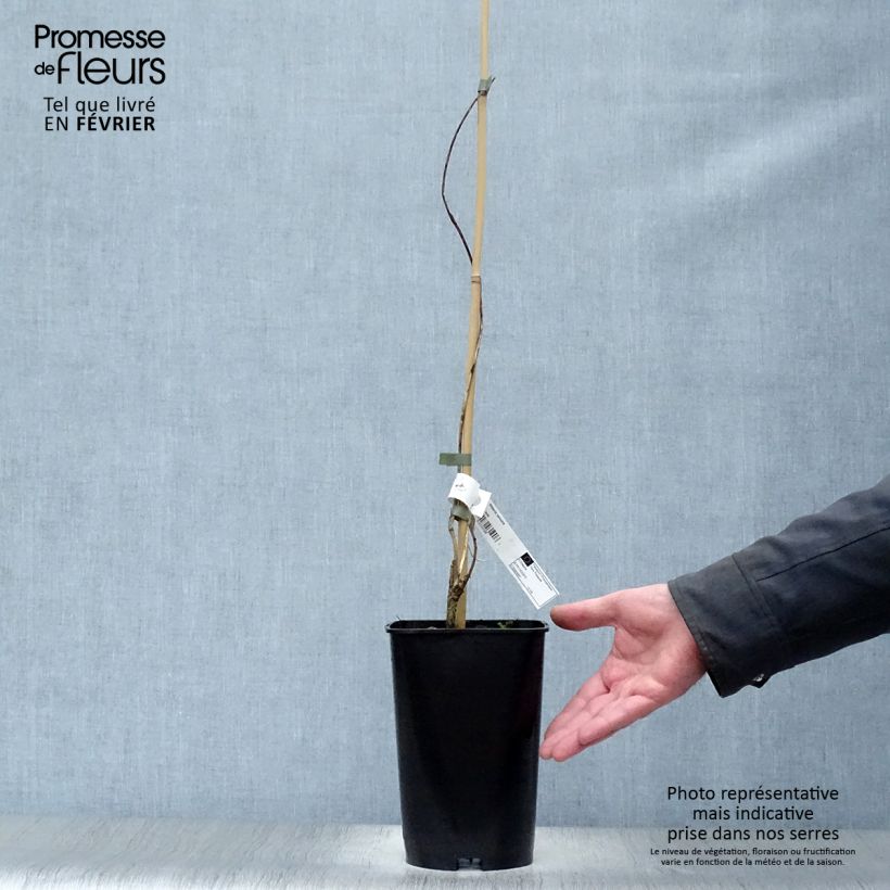 Wisteria venusta - Glicina japonesa Maceta 2L/3L Ejemplar entregado en invierno