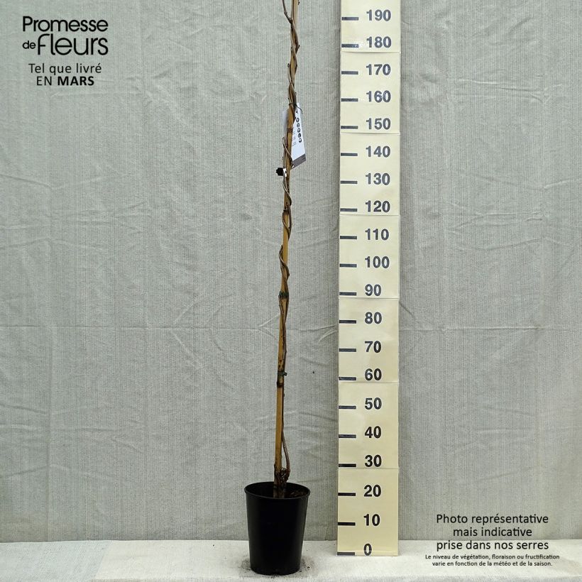 Wisteria floribunda Lawrence - Glicinia japonesa Maceta 6L/7L Ejemplar entregado en la primavera