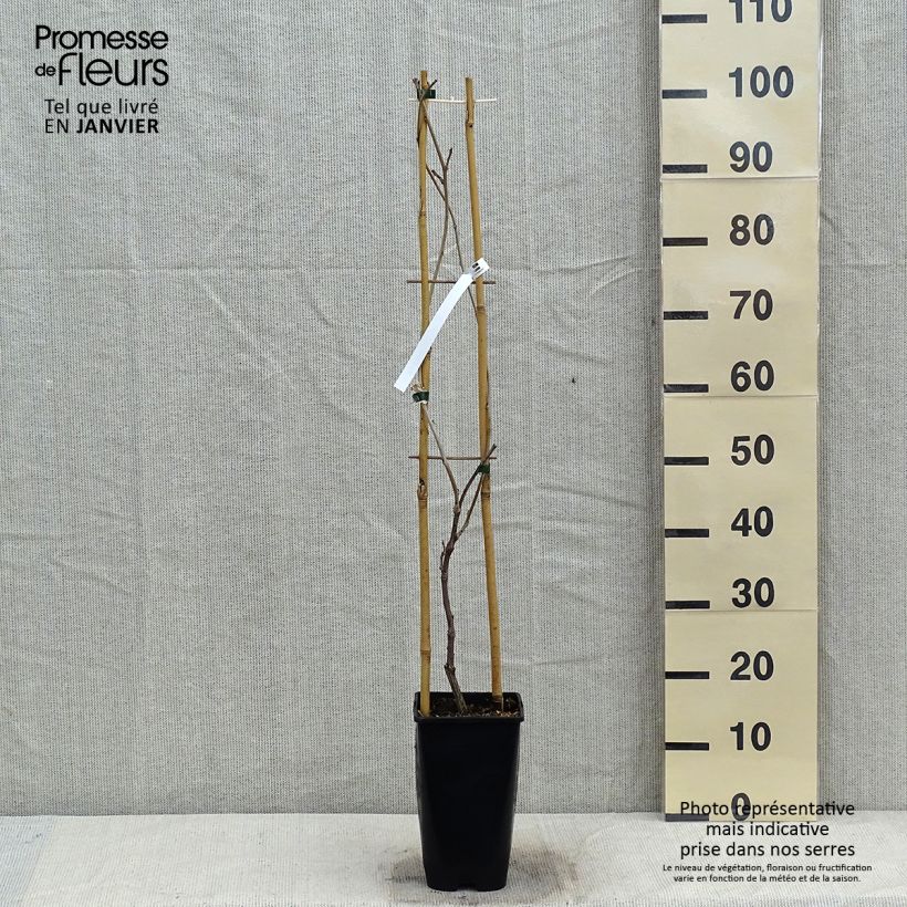 Wisteria floribunda Ed's Blue Dragon - Glicinia japonesa Maceta 2L/3L Ejemplar entregado en invierno