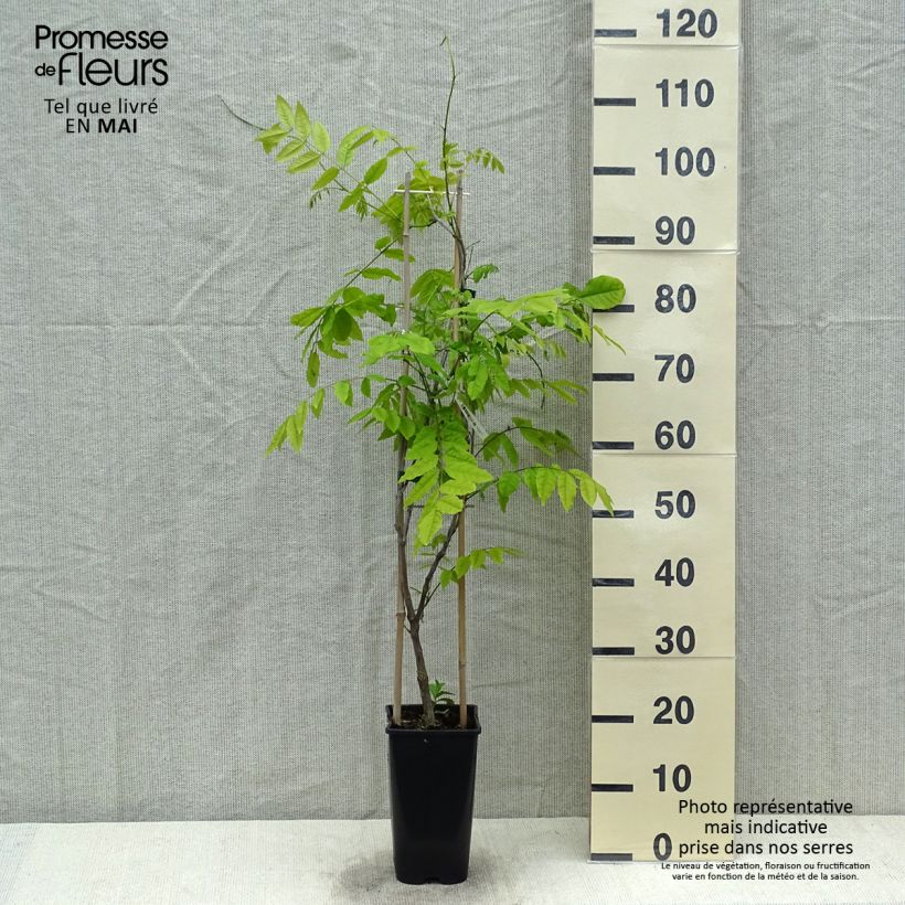 Wisteria floribunda Ed's Blue Dragon - Glicinia japonesa Maceta 2L/3L Ejemplar entregado en la primavera