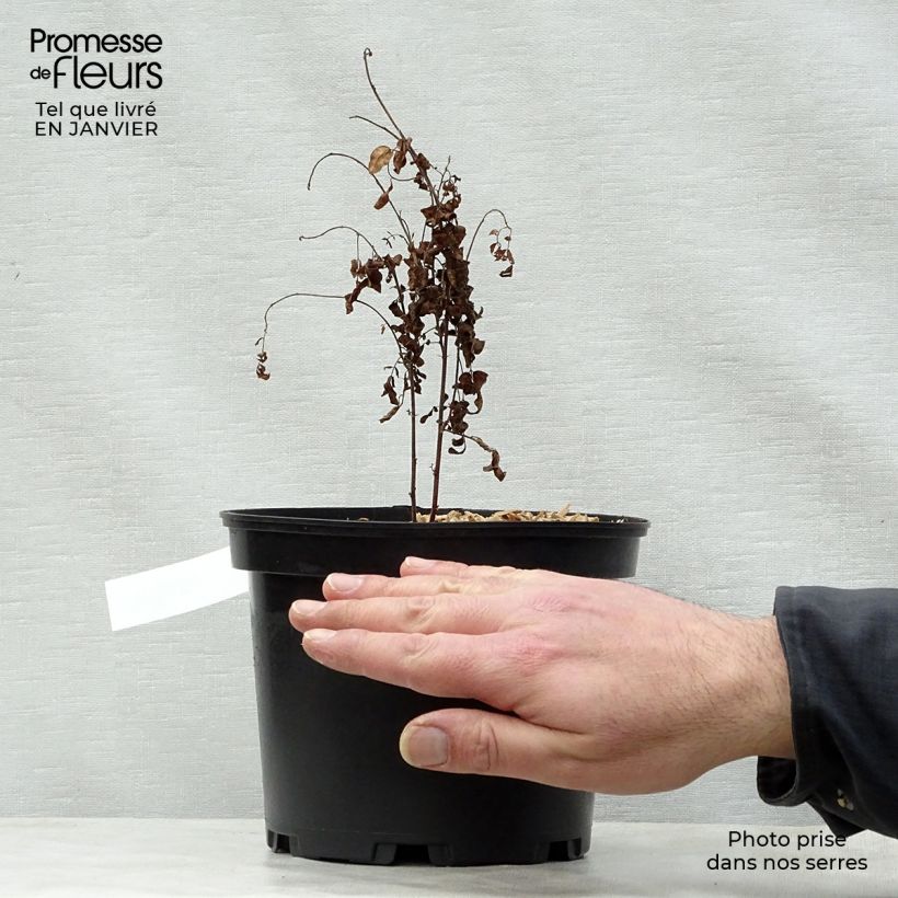 Regalicia - Glycyrrhiza glabra Maceta 2L/3L Ejemplar entregado en invierno