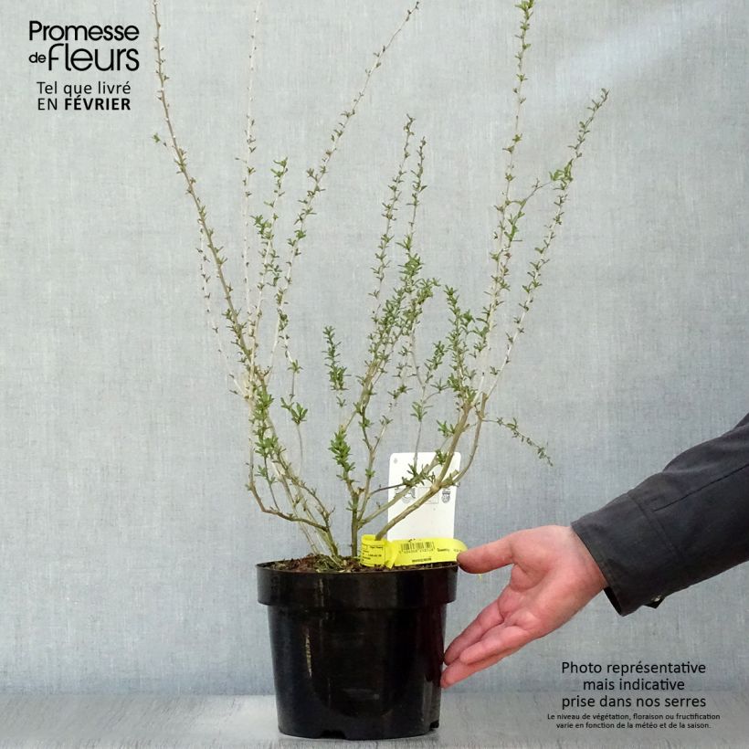 Goji Big Lifeberry Maceta 1,5L/2L, Formación arbustiva Ejemplar entregado en invierno