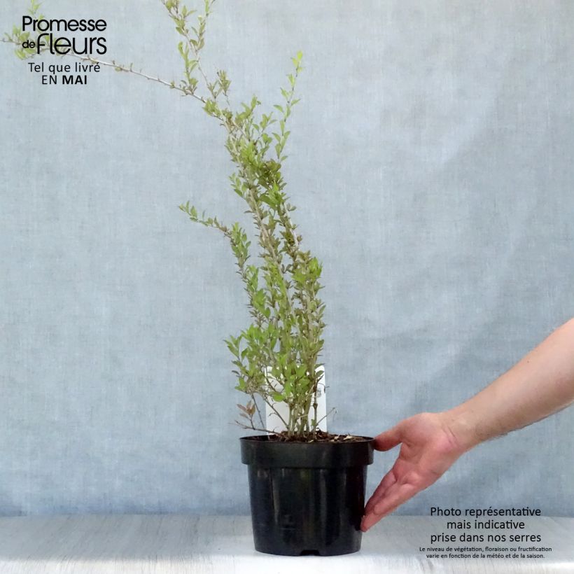 Goji Big Lifeberry Maceta 1,5L/2L, Formación arbustiva Ejemplar entregado en la primavera