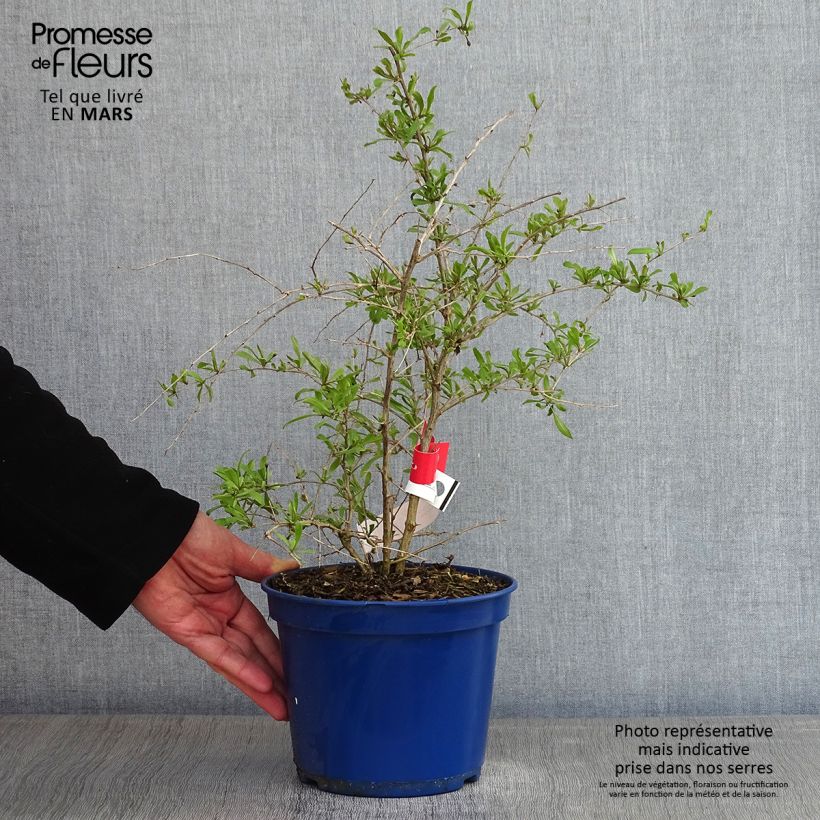 Goji Gojidelys Maceta 2L/3L, Formación arbustiva Ejemplar entregado en invierno