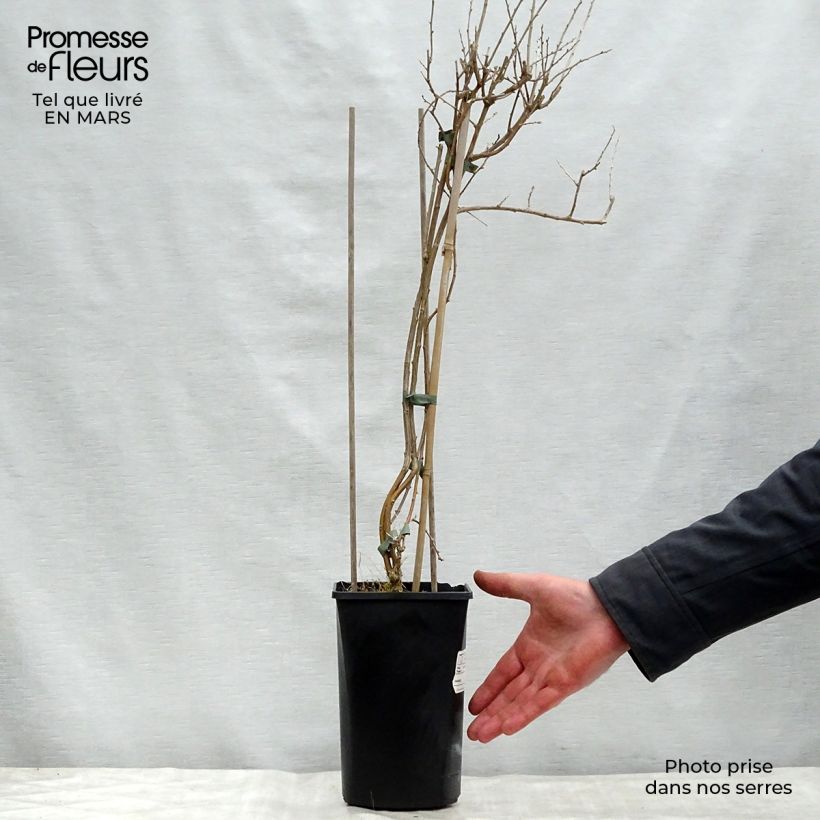 Goji Instant Success Maceta 1,5L/2L Ejemplar entregado en la primavera