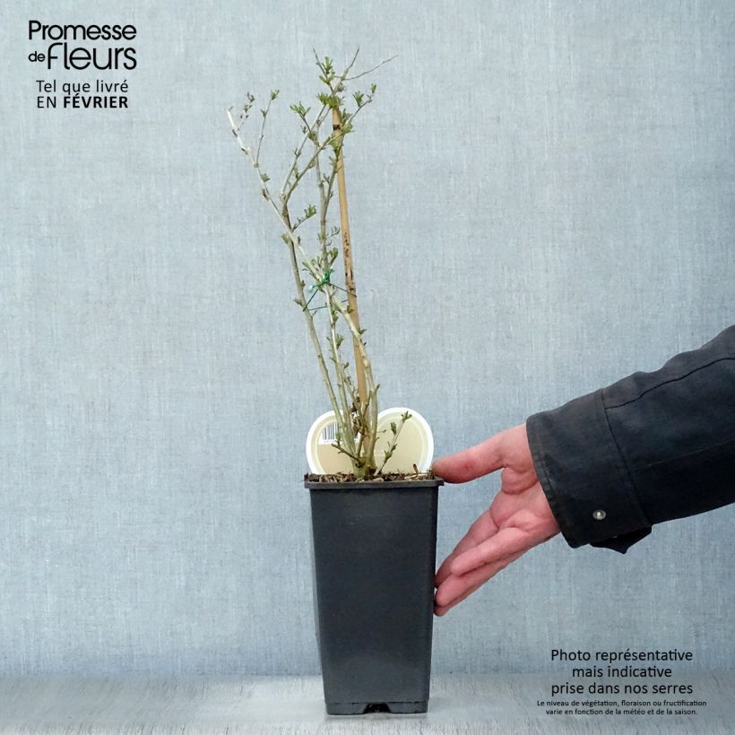 Goji Instant Success Maceta 1,5L/2L Ejemplar entregado en invierno