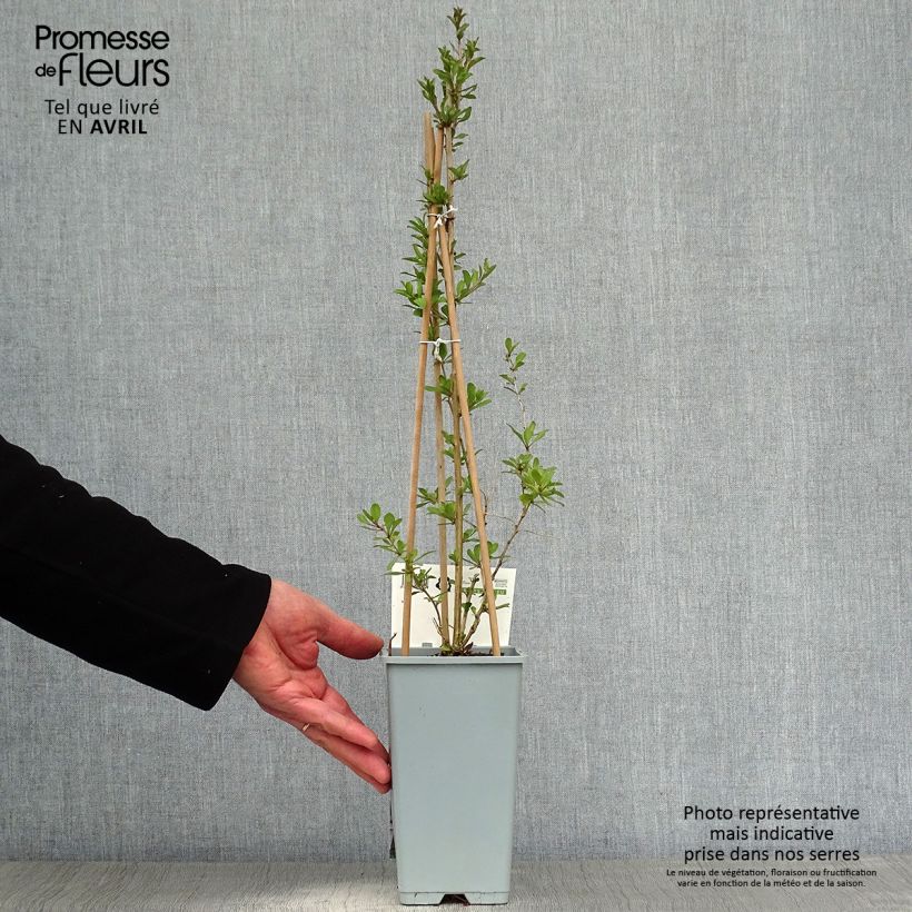 Goji - Lycium barbarum Maceta 1,5L/2L, Formación arbustiva Ejemplar entregado en la primavera